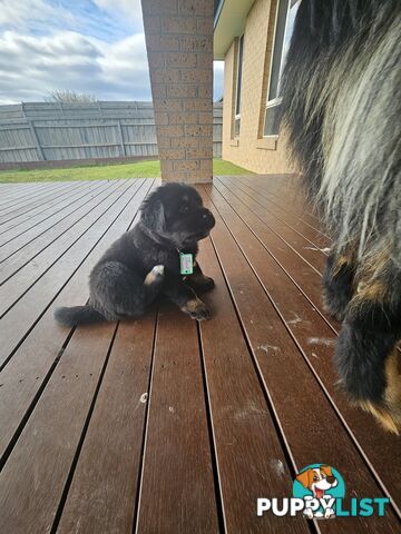 Tibetan Mastiff, 6 Pups - Pure Breed