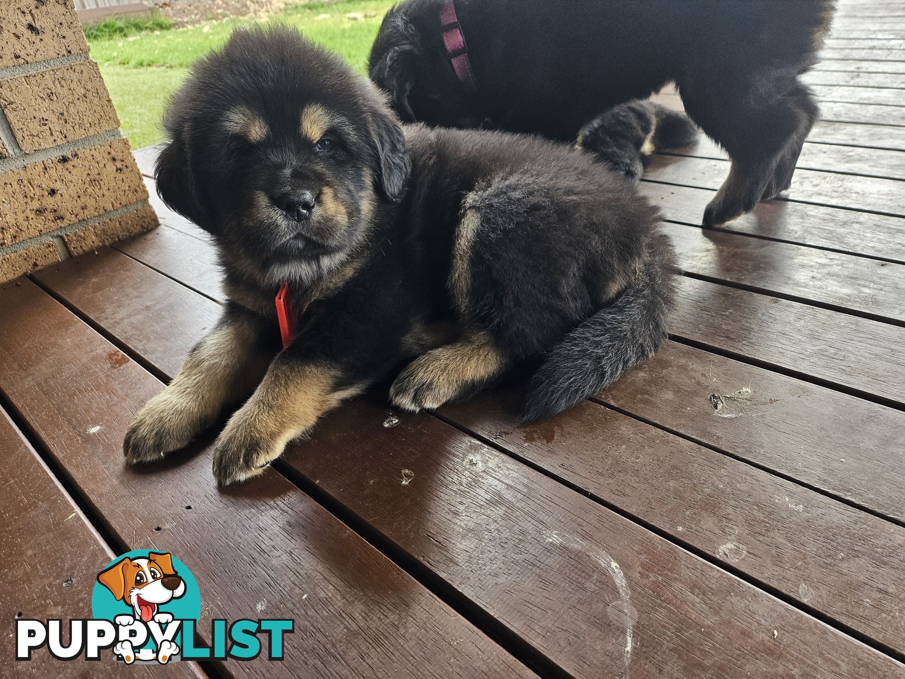 Tibetan Mastiff, 6 Pups - Pure Breed