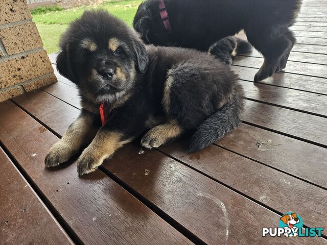 Tibetan Mastiff, 6 Pups - Pure Breed