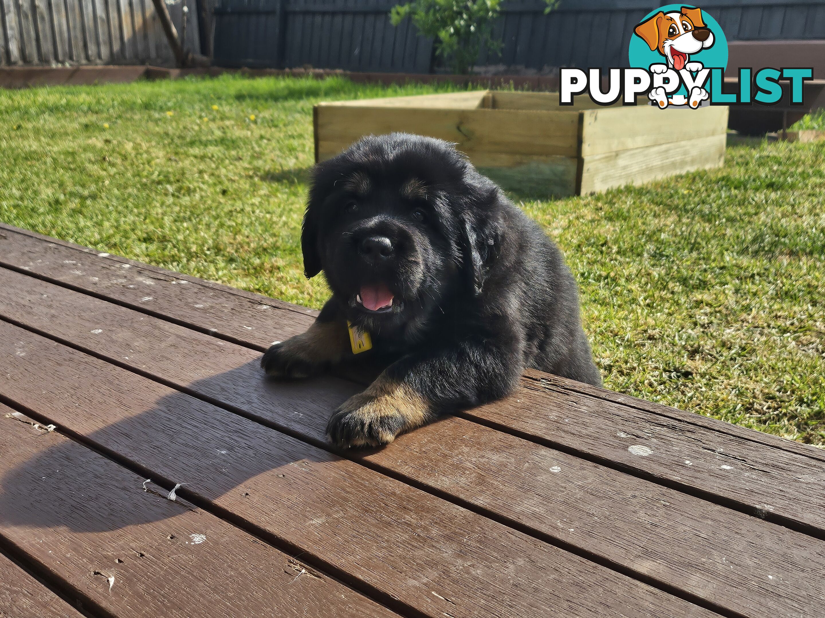 Tibetan Mastiff, 6 Pups - Pure Breed