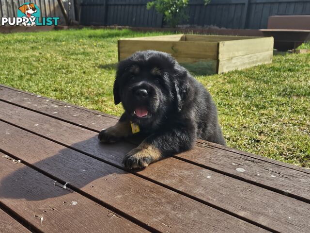 Tibetan Mastiff, 6 Pups - Pure Breed