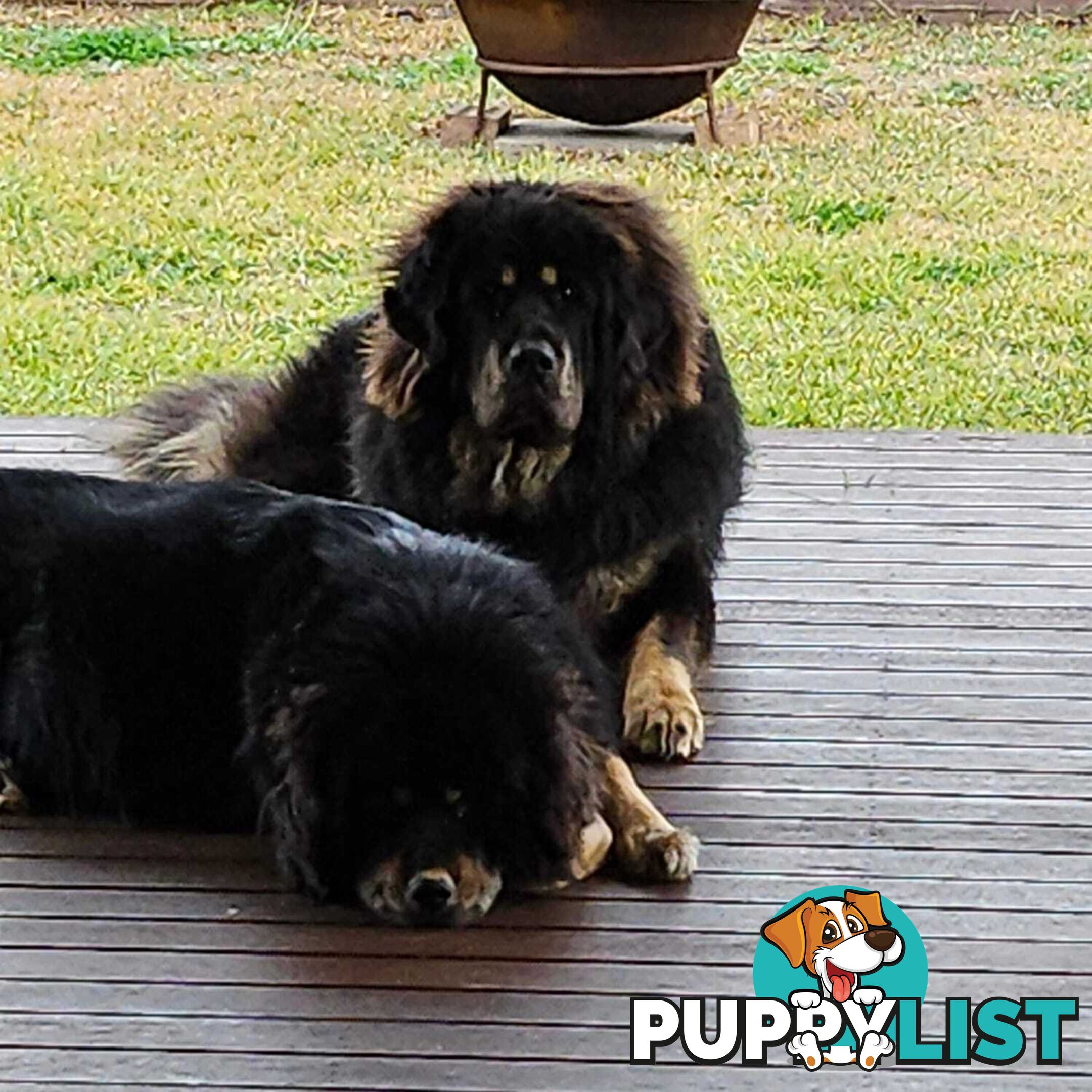 Tibetan Mastiff, 6 Pups - Pure Breed