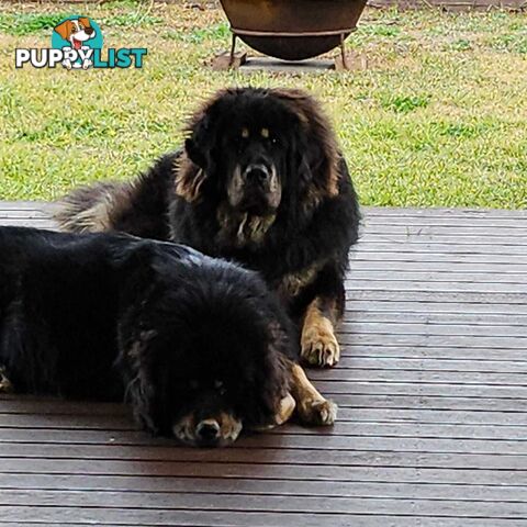 Tibetan Mastiff, Only 2 Left