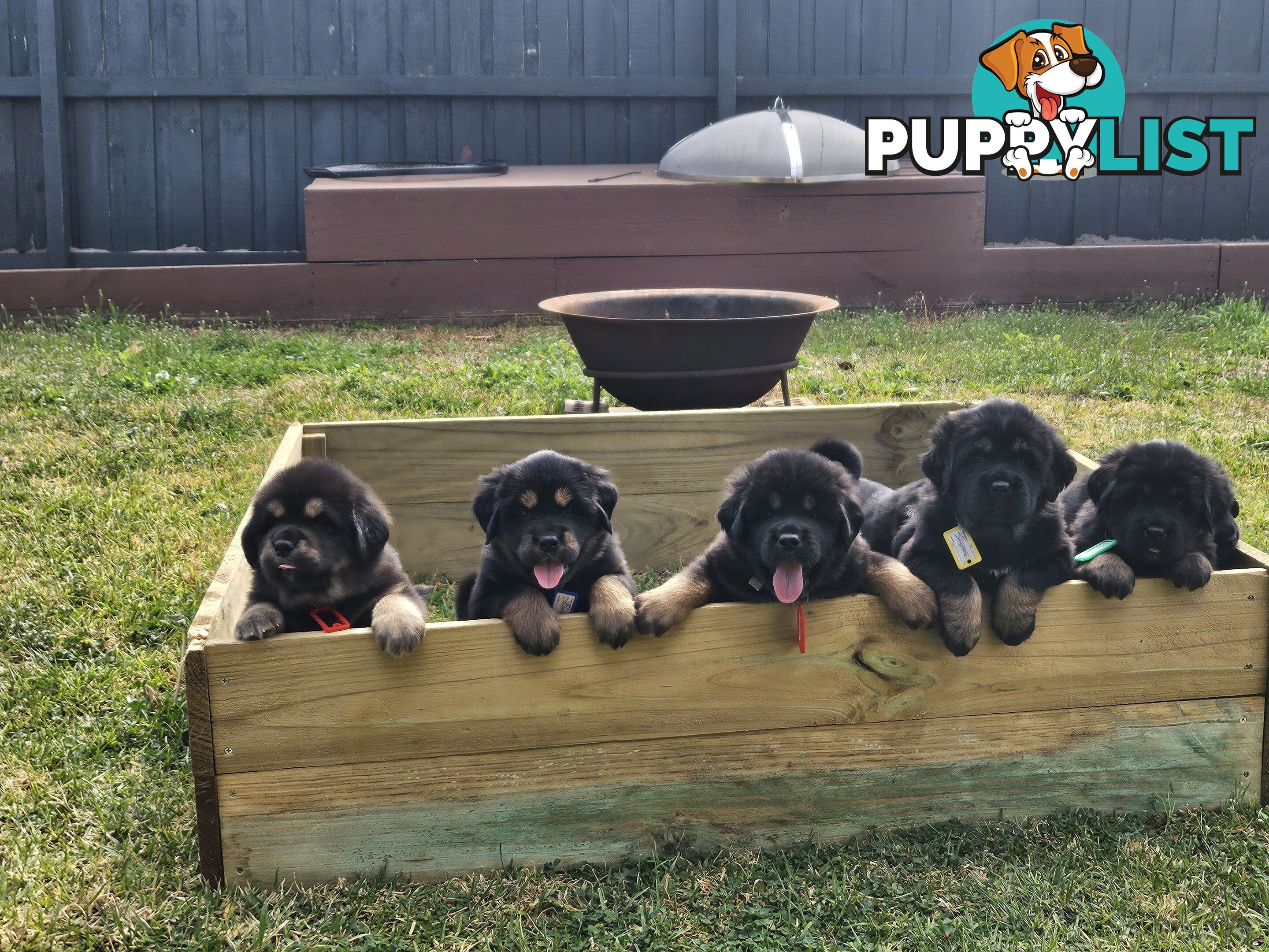 Tibetan Mastiff, 6 Pups - Pure Breed