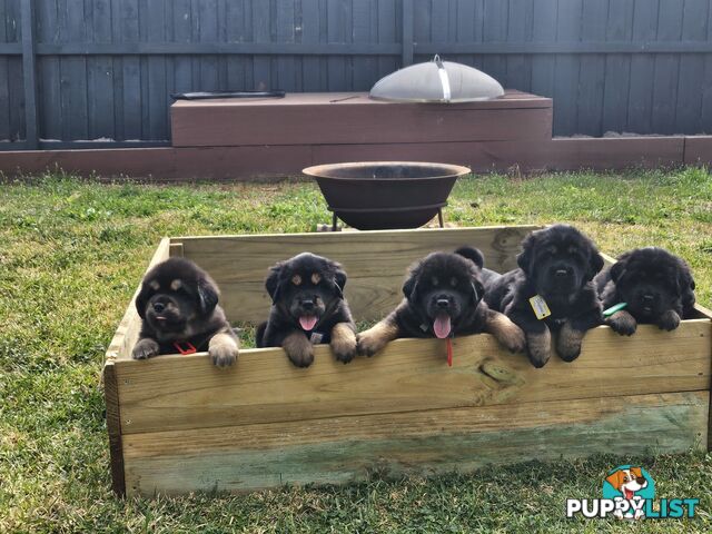 Tibetan Mastiff, 6 Pups - Pure Breed