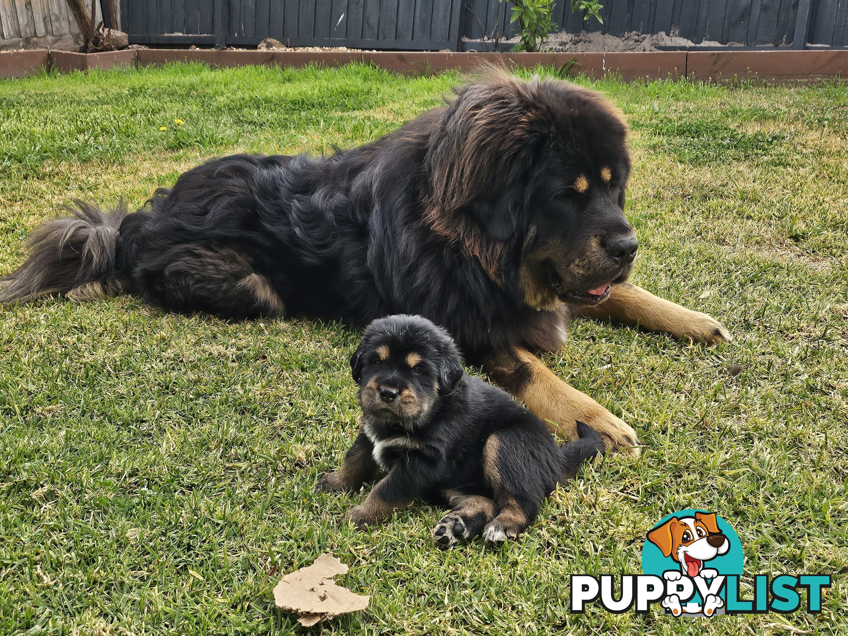 Tibetan Mastiff, 6 Pups - Pure Breed