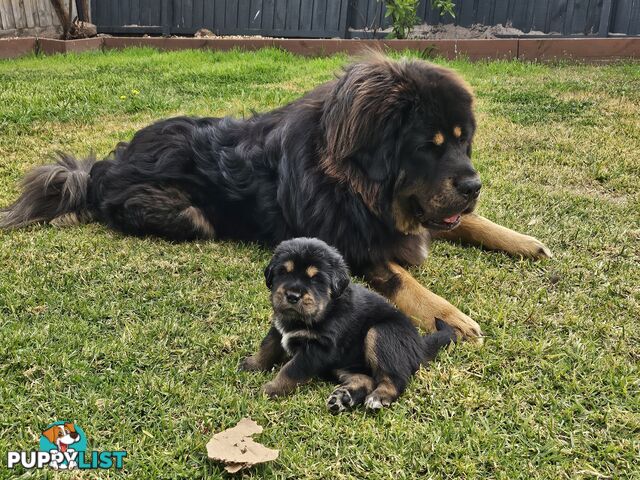 Tibetan Mastiff, 6 Pups - Pure Breed