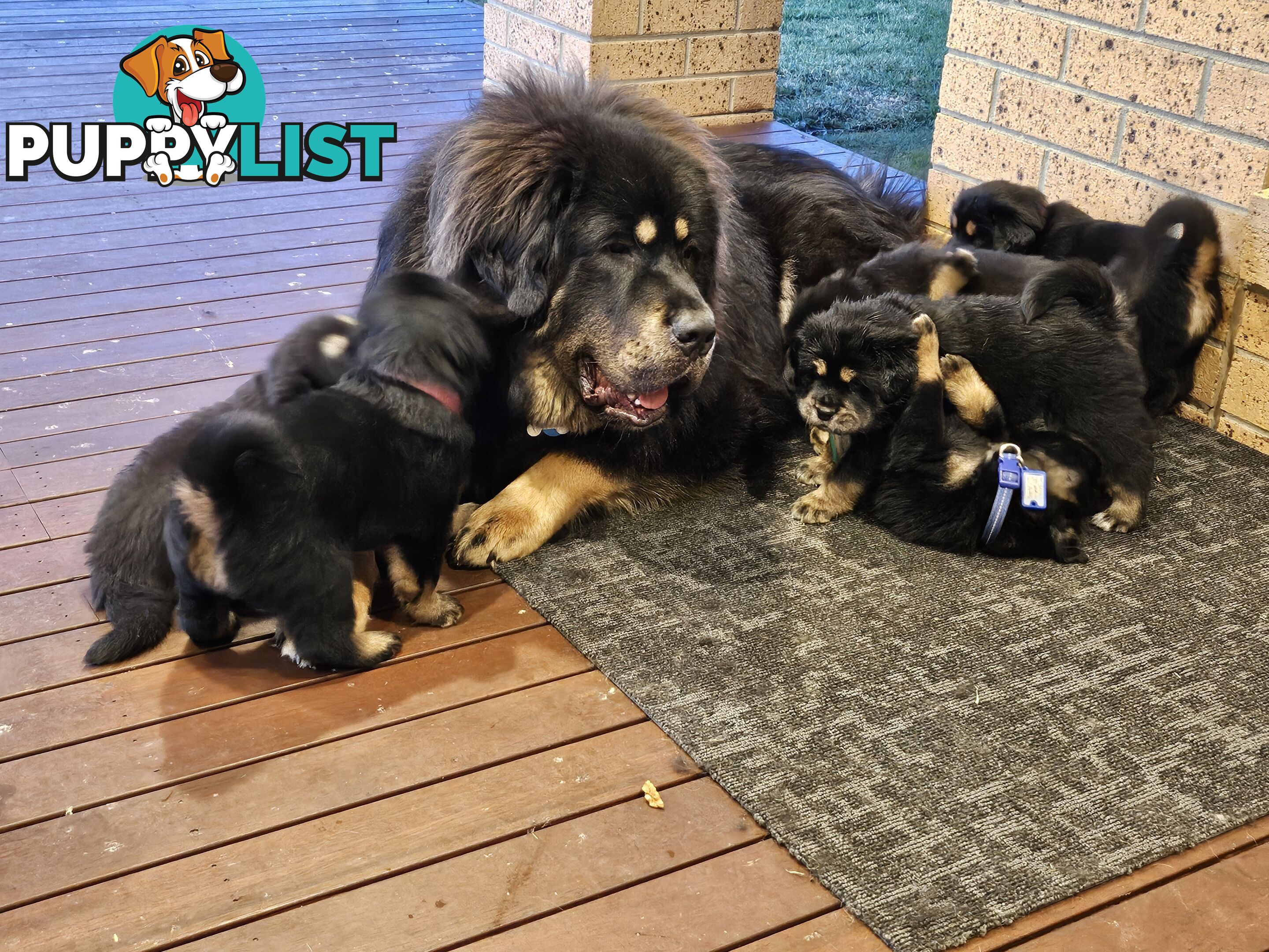 Tibetan Mastiff, 6 Pups - Pure Breed