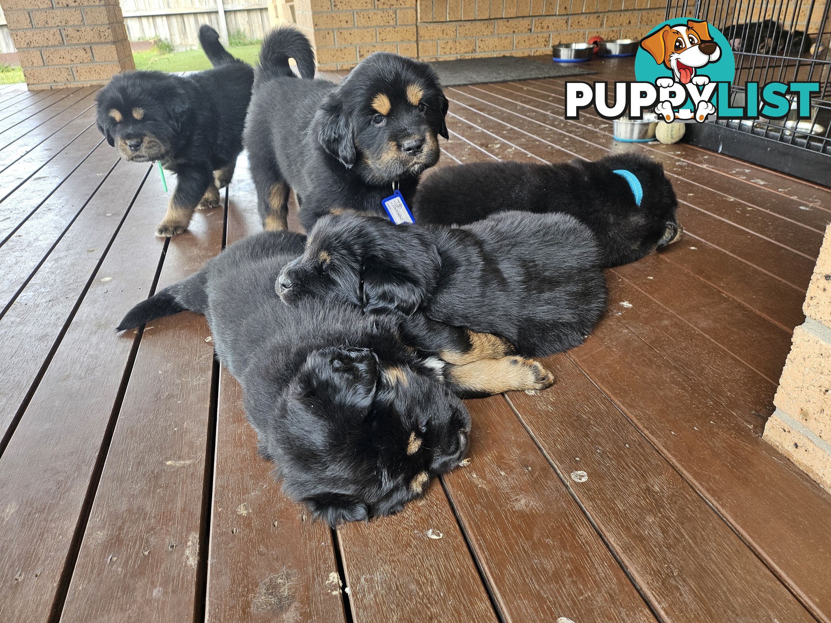 Tibetan Mastiff, 6 Pups - Pure Breed