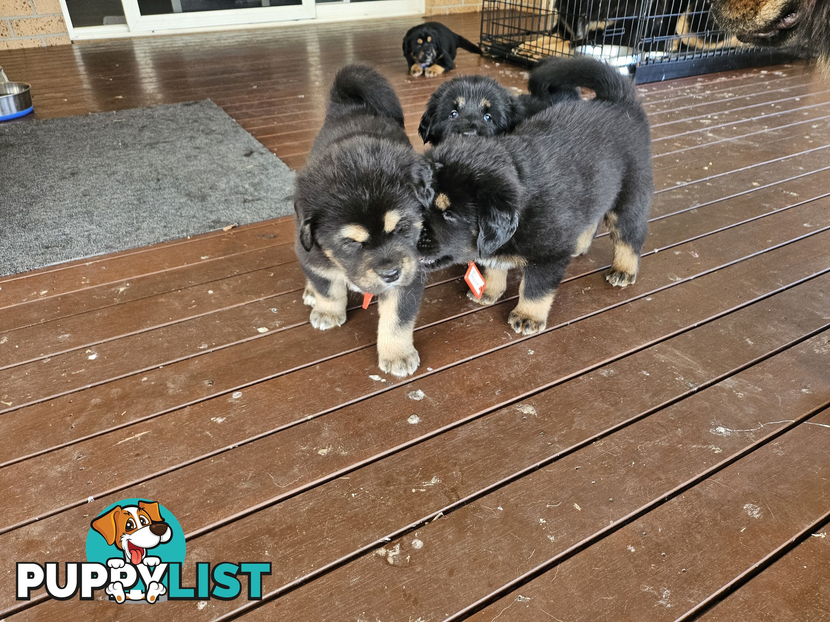 Tibetan Mastiff, 6 Pups - Pure Breed