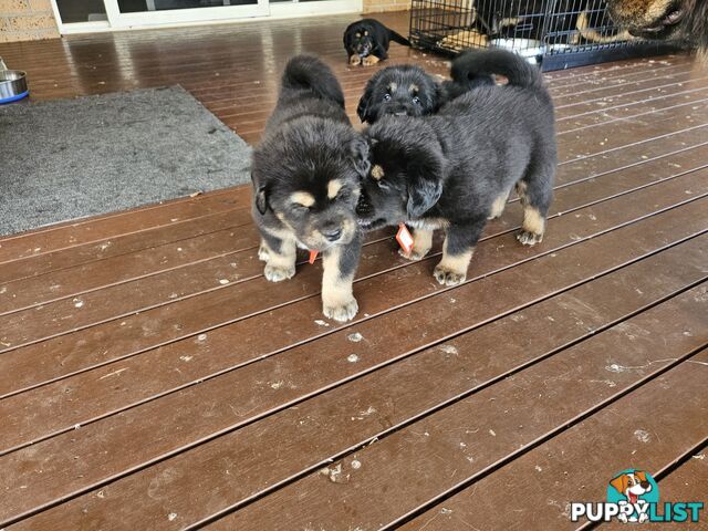 Tibetan Mastiff, 6 Pups - Pure Breed