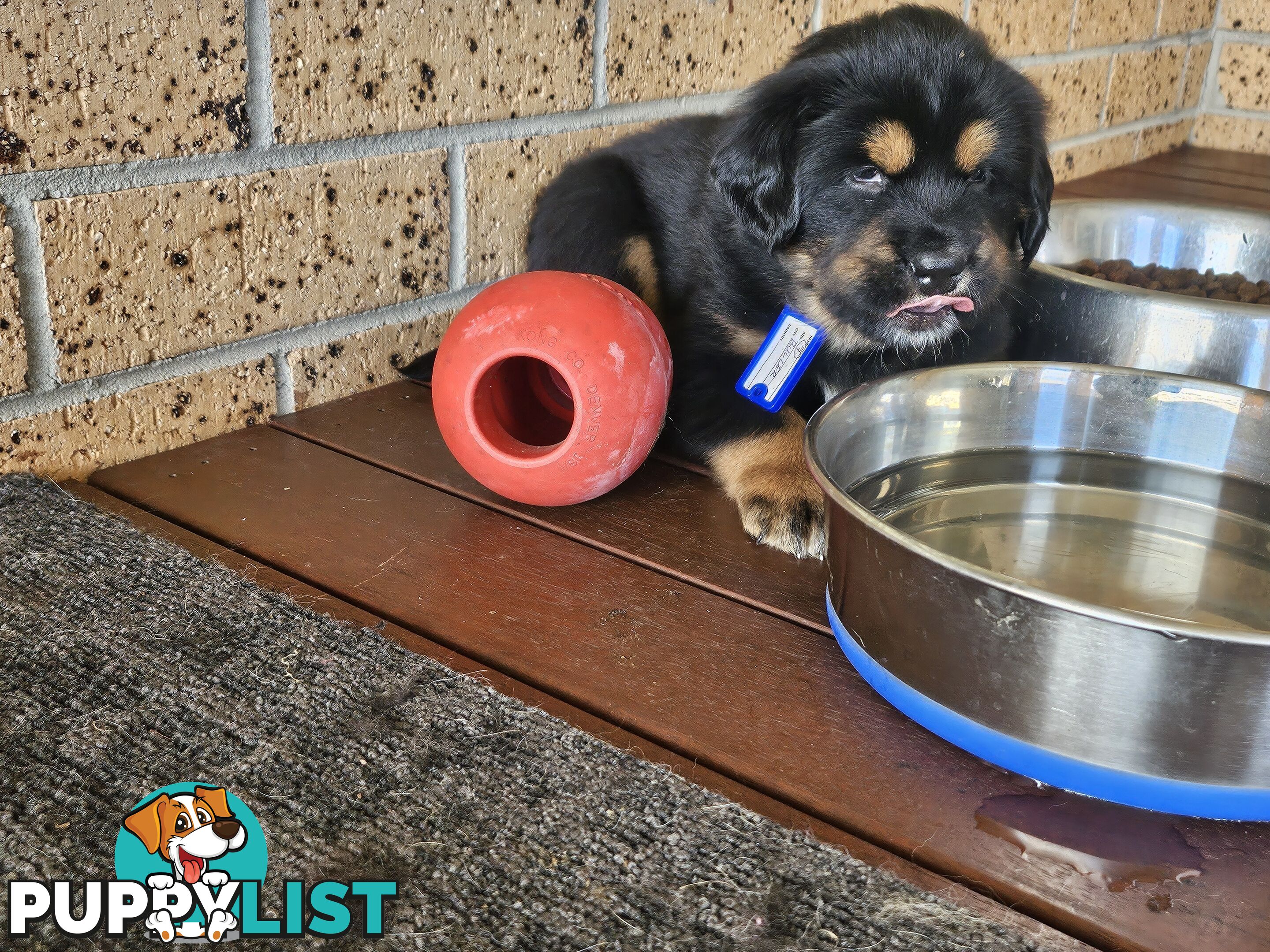 Tibetan Mastiff, 6 Pups - Pure Breed