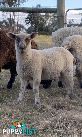 Lambs for sale