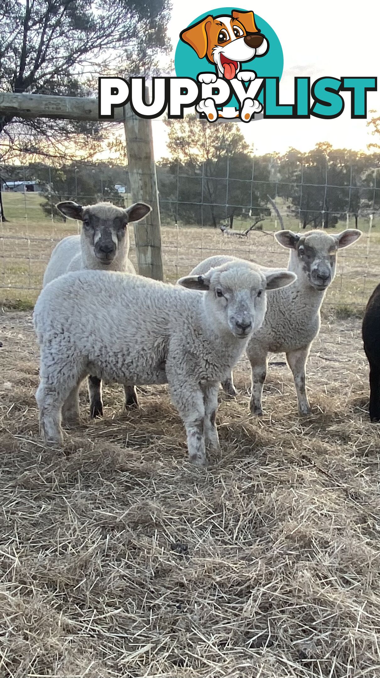 Lambs for sale