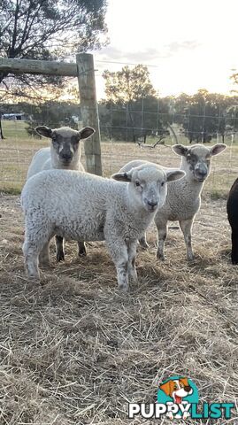 Lambs for sale