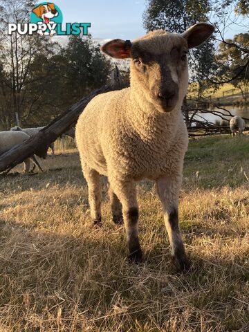 Lambs for sale