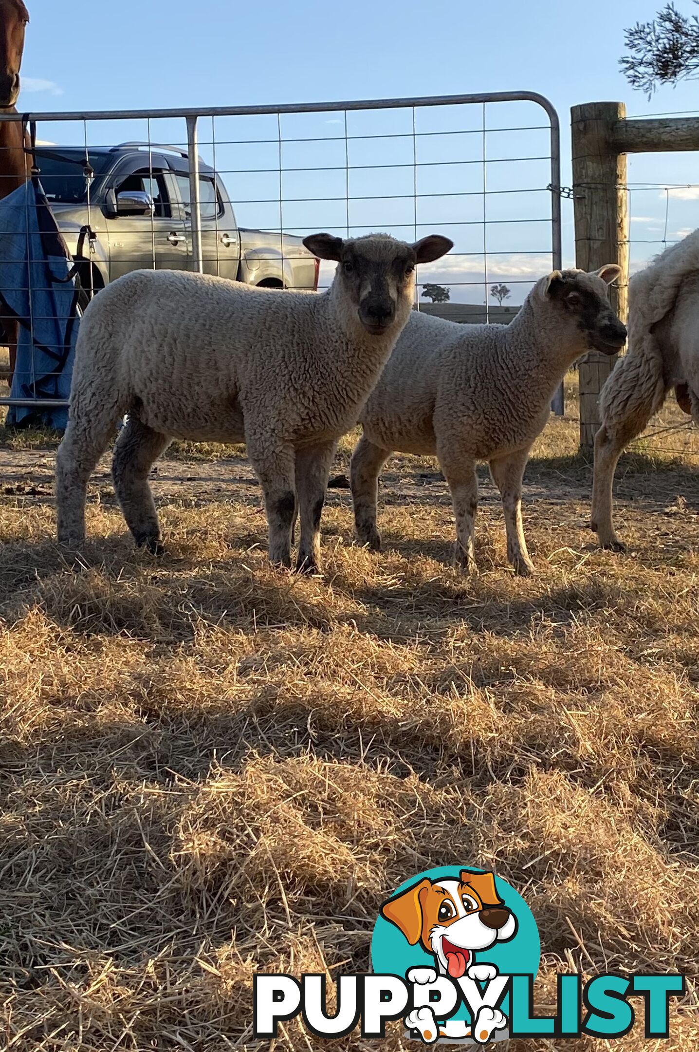 Lambs for sale