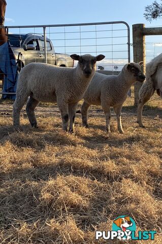 Lambs for sale