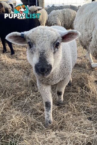 Lambs for sale