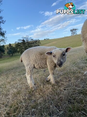 Lambs for sale