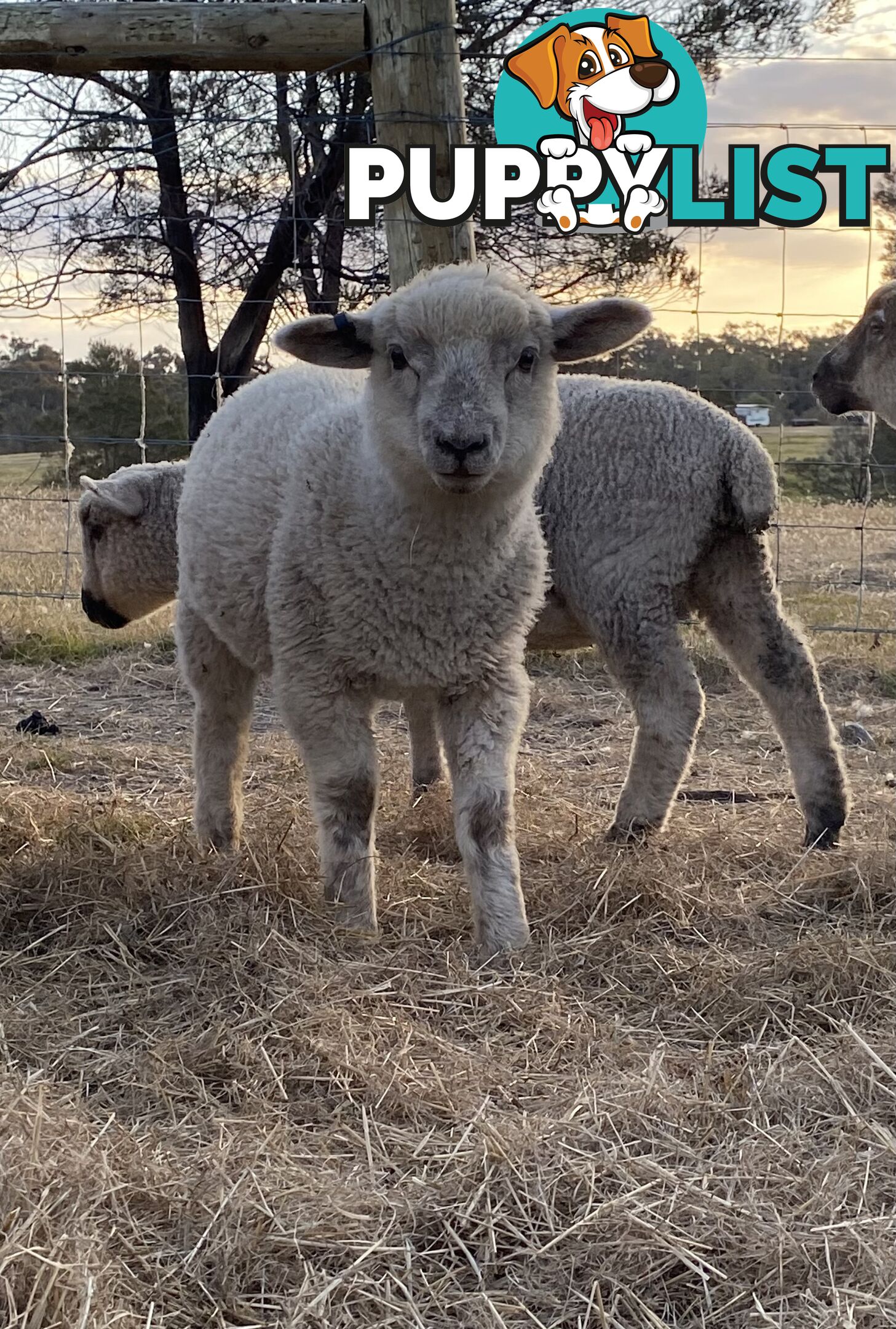 Lambs for sale