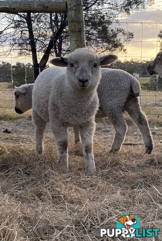 Lambs for sale