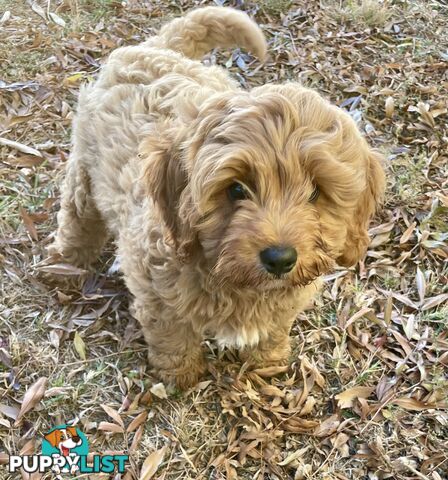 F1 Cavoodle Male  Pup Cavalier king Charles X Toy Poodle