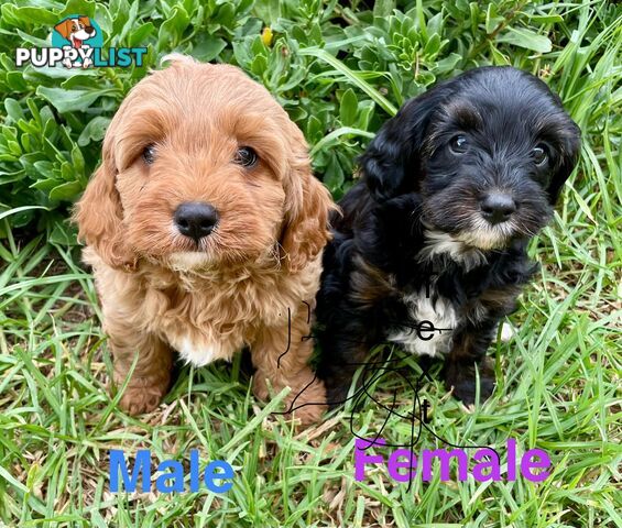 F1 Cavoodle  Pups Cavalier king Charles X Toy Poodle