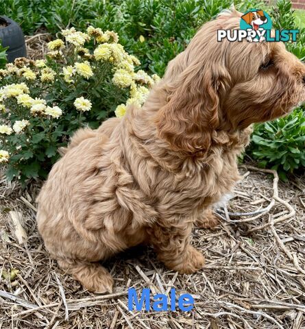 F1 Cavoodle  Pup Cavalier king Charles X Toy Poodle