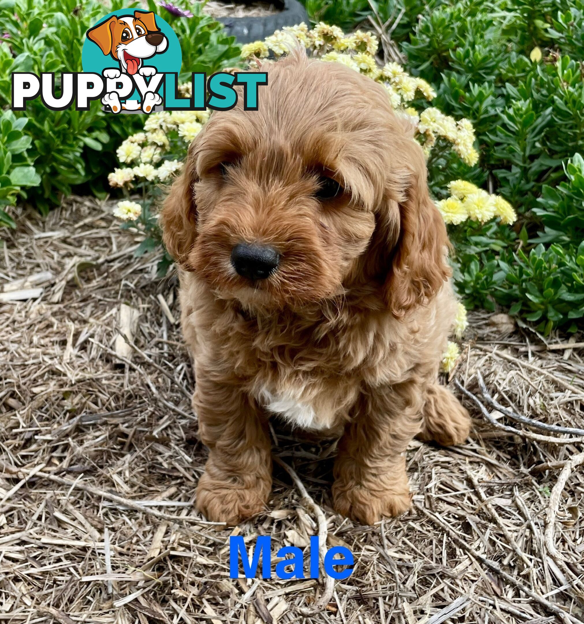 F1 Cavoodle  Pup Cavalier king Charles X Toy Poodle