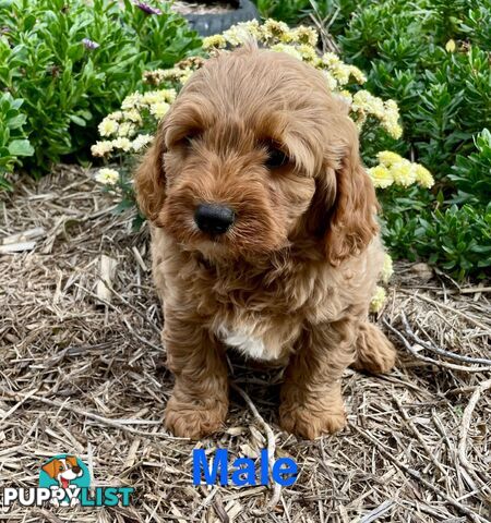 F1 Cavoodle  Pup Cavalier king Charles X Toy Poodle