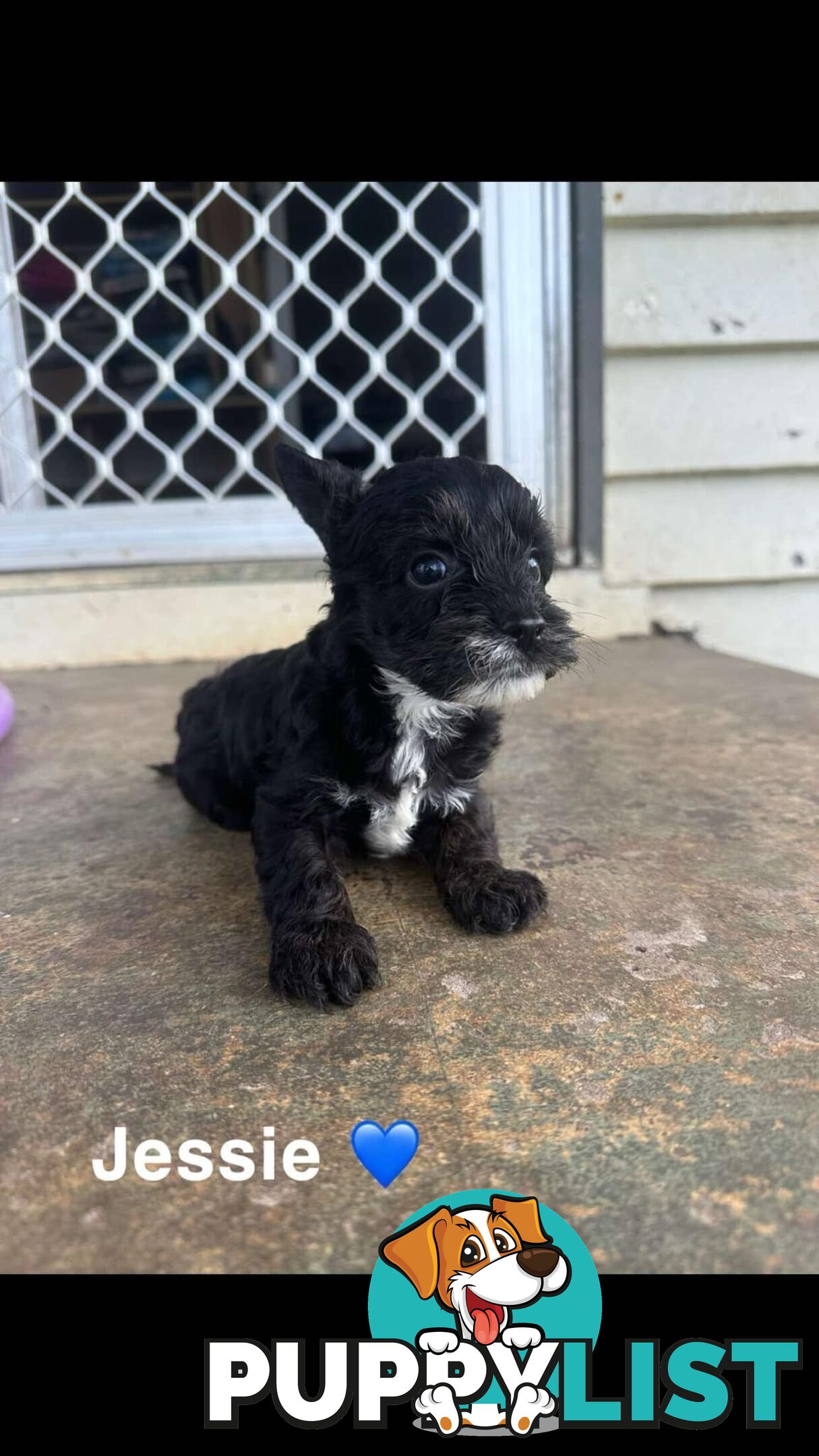 Cavoodle Puppies