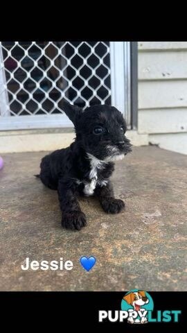 Cavoodle Puppies