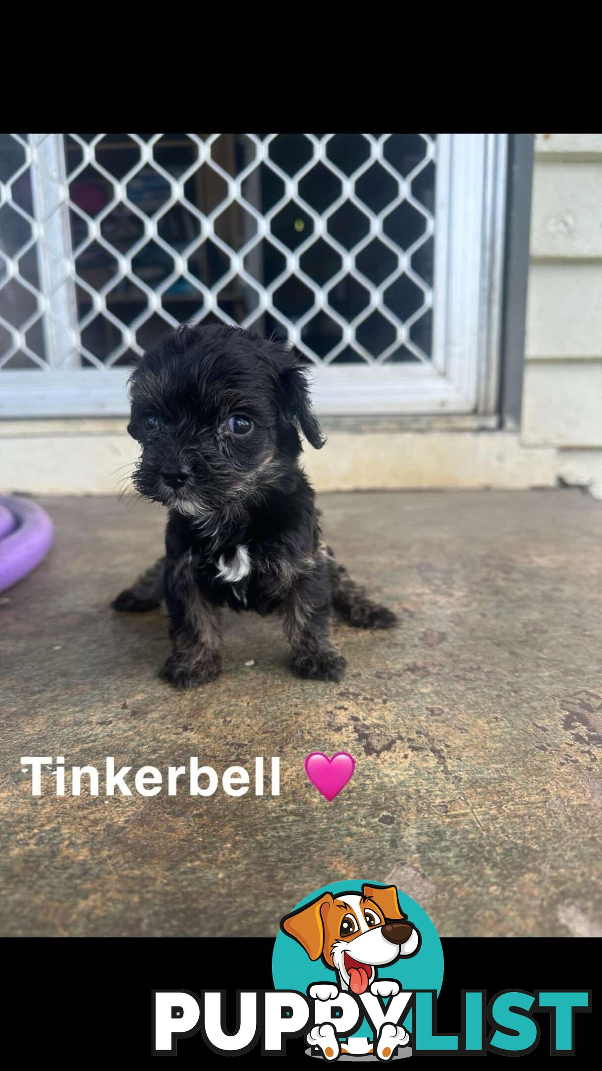 Cavoodle Puppies