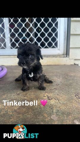 Cavoodle Puppies