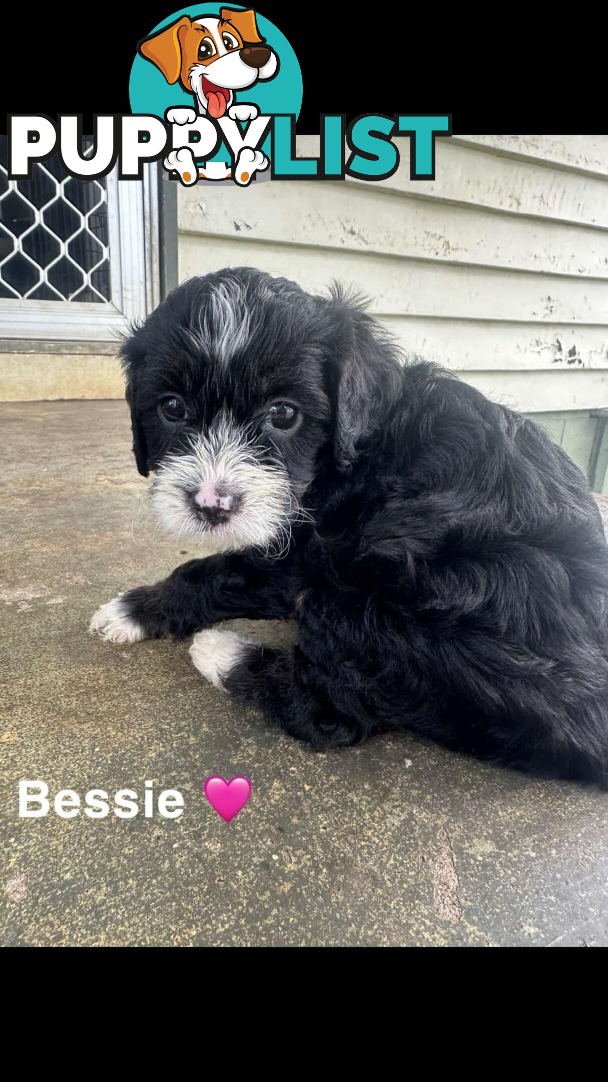 Cavoodle Puppies