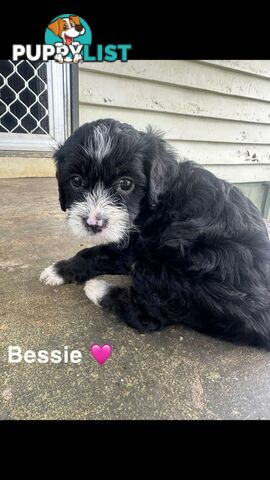 Cavoodle Puppies