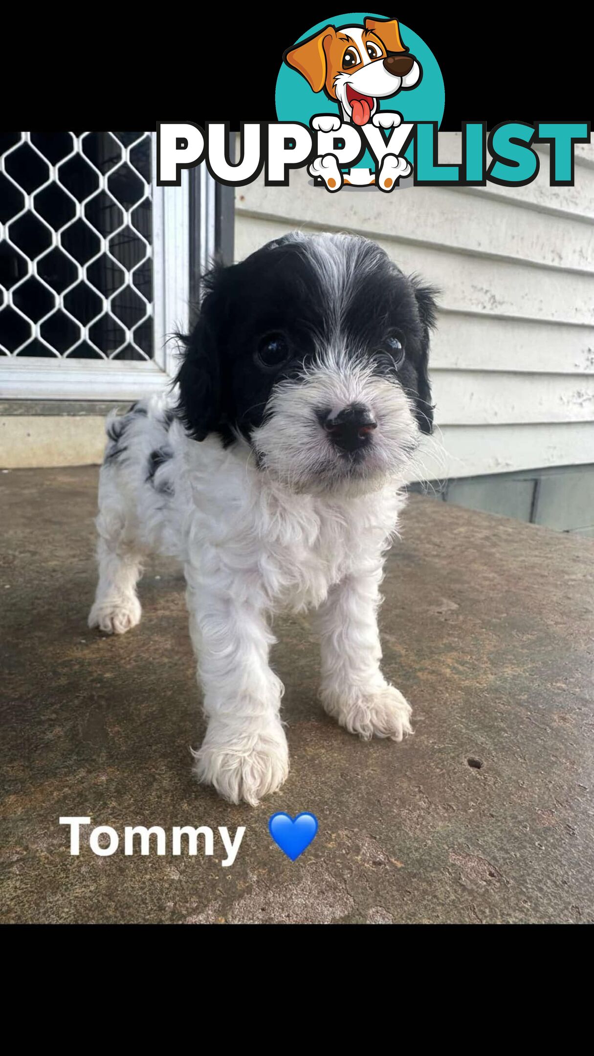 Cavoodle Puppies