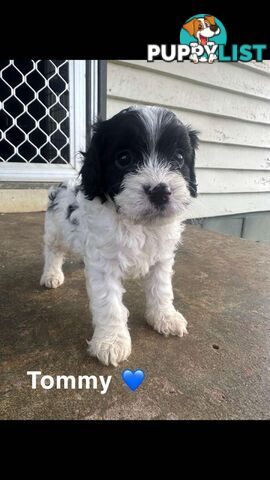 Cavoodle Puppies