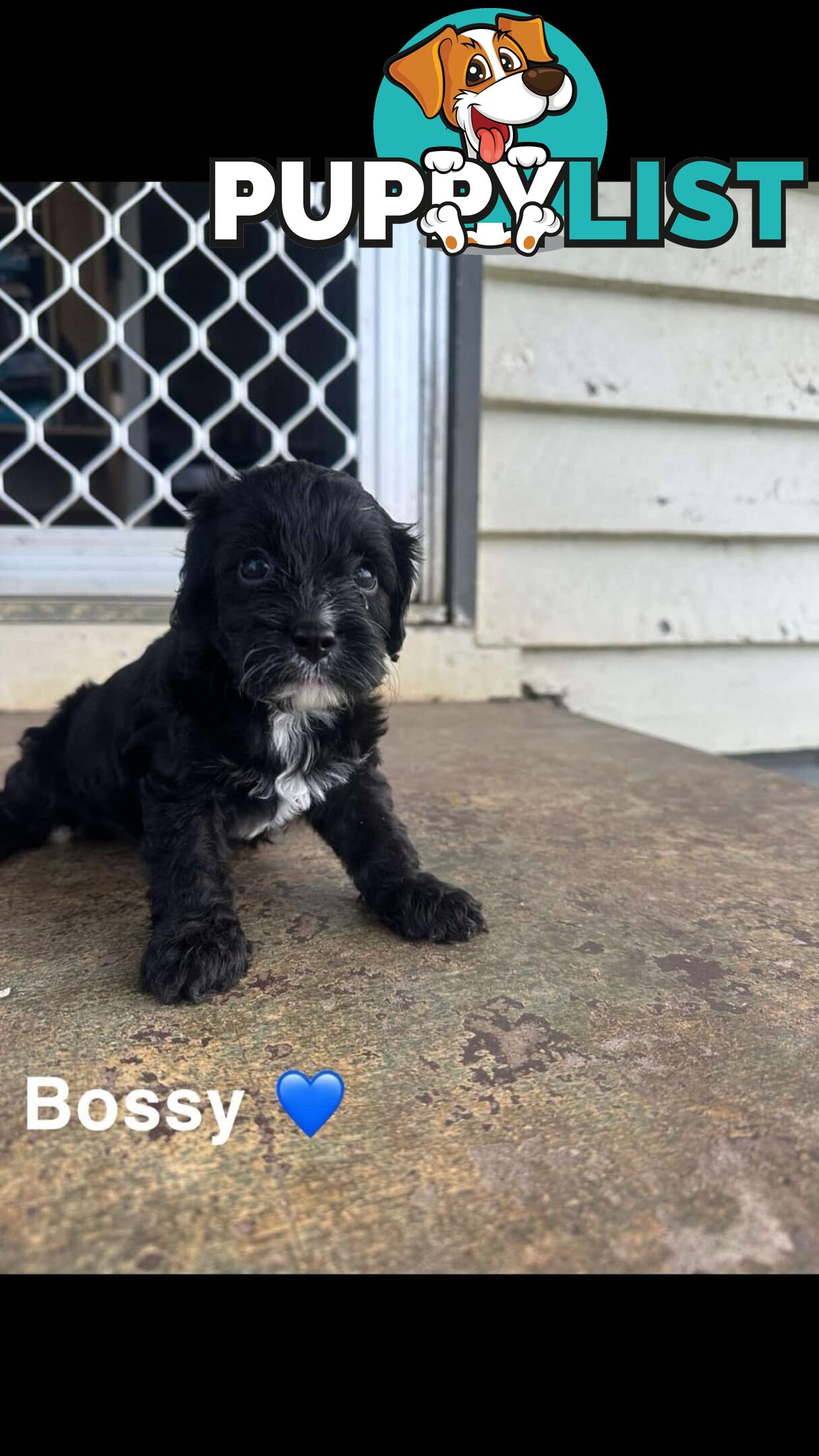 Cavoodle Puppies