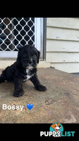 Cavoodle Puppies