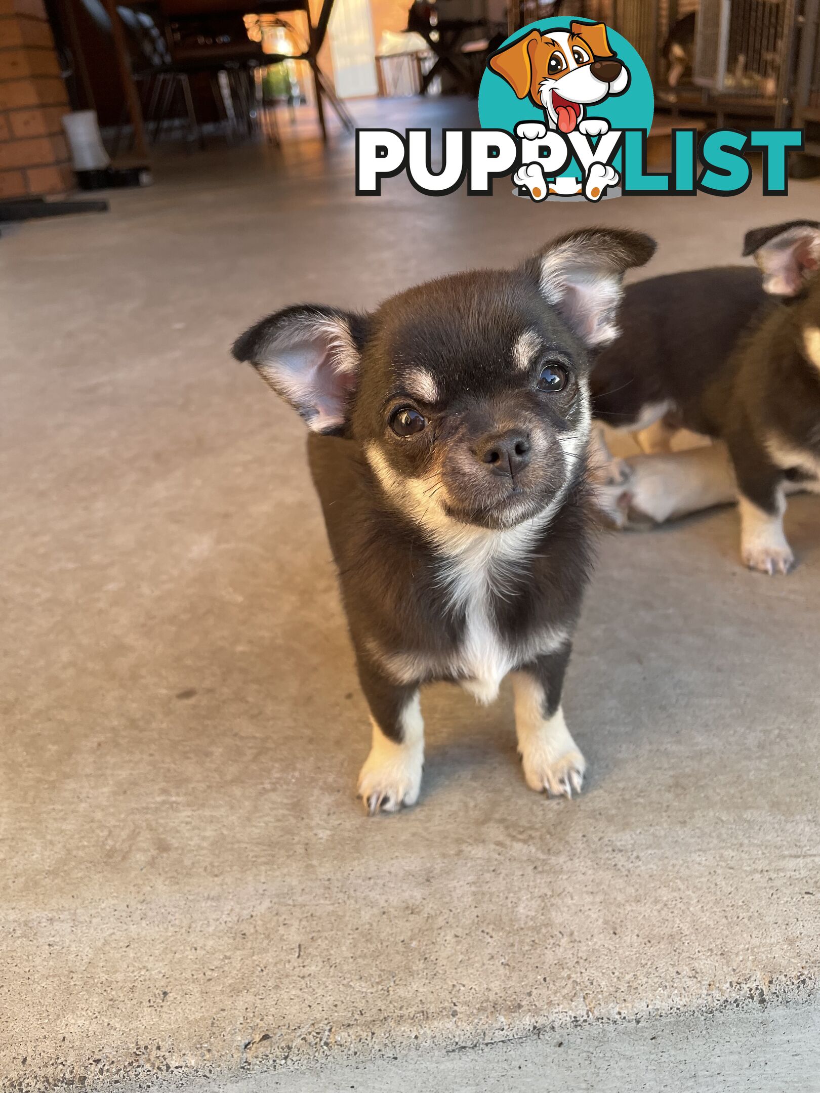 Purebred apple head chihuahua