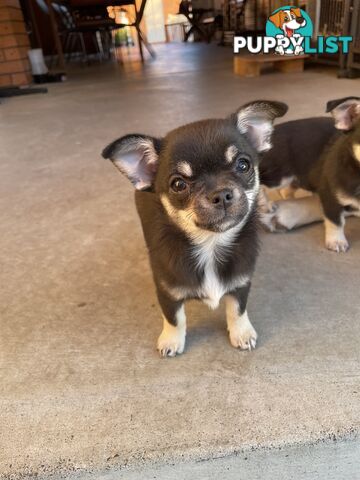 Purebred apple head chihuahua