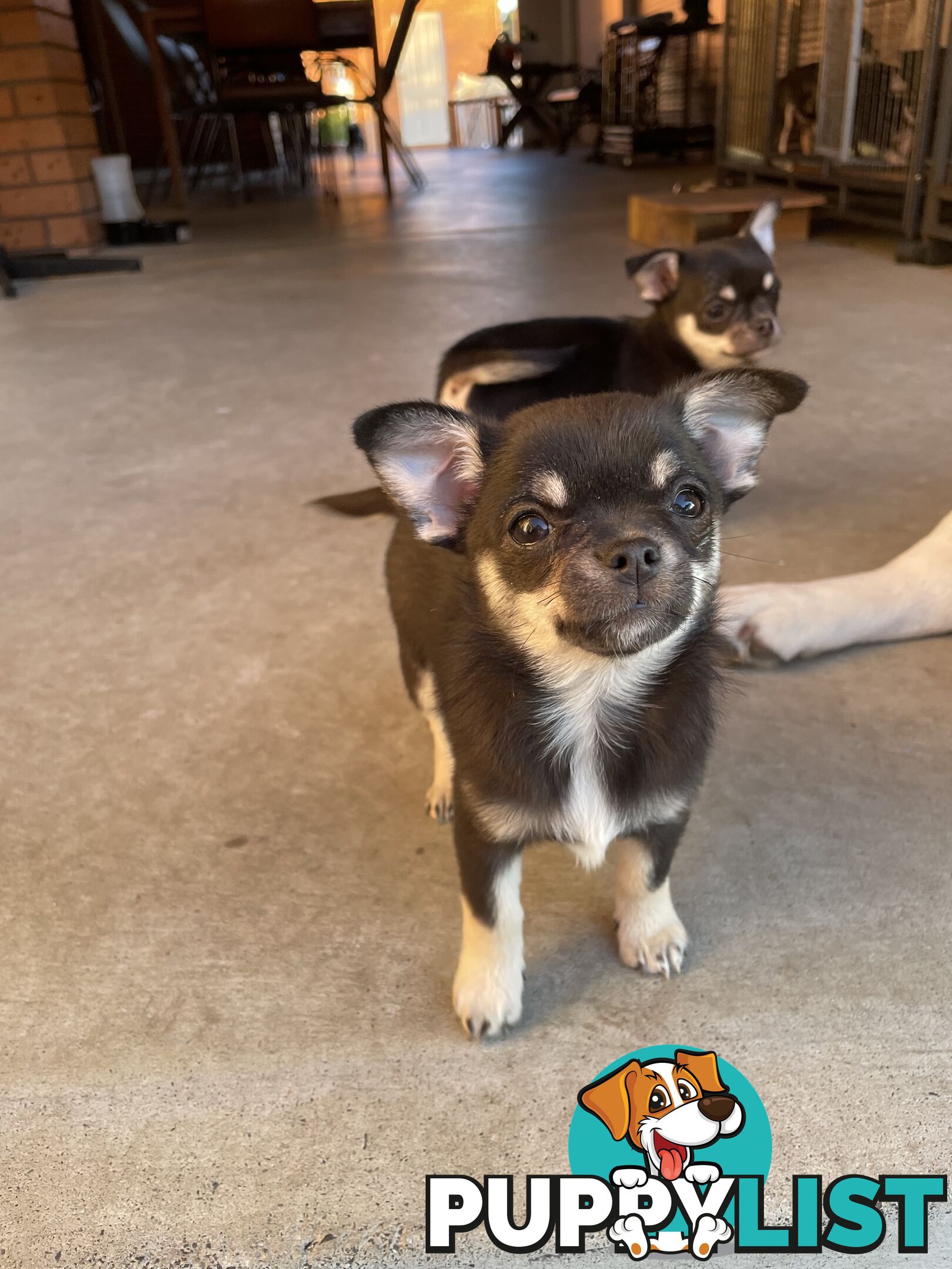 Purebred apple head chihuahua