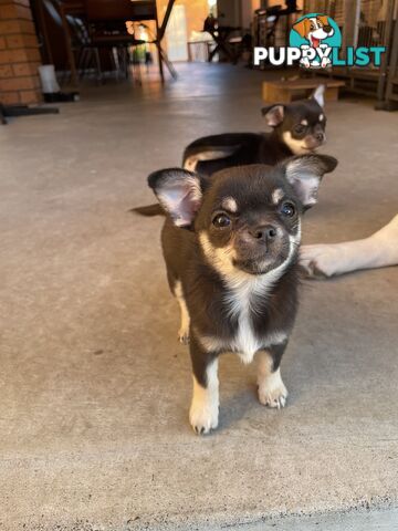 Purebred apple head chihuahua