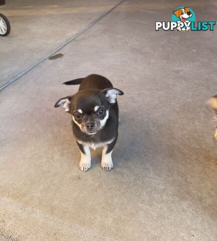 Purebred apple head chihuahua