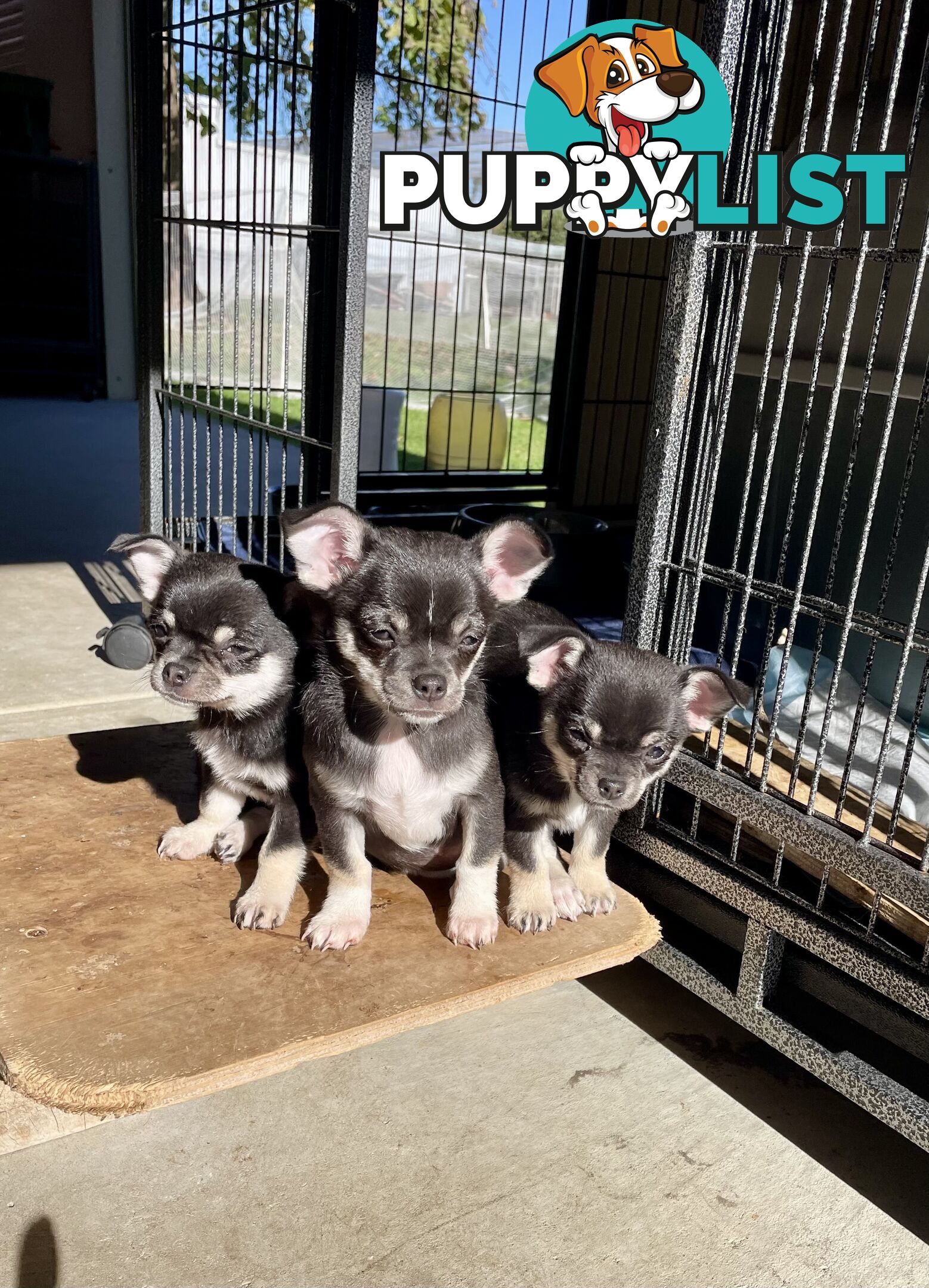 Purebred apple head chihuahua