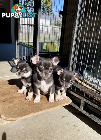Purebred apple head chihuahua