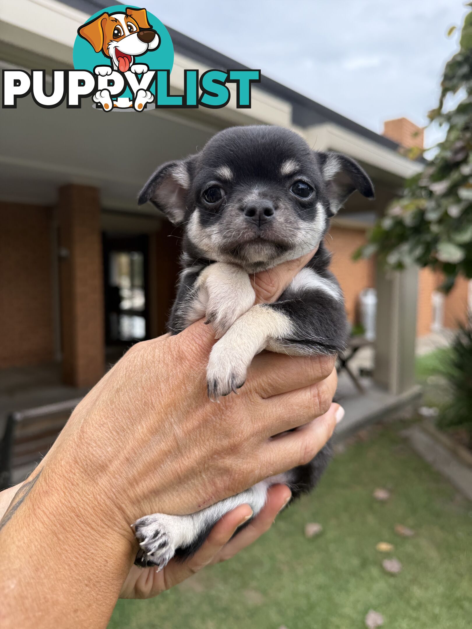 Purebred apple head chihuahua
