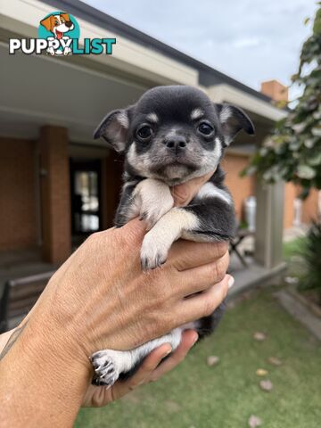 Purebred apple head chihuahua